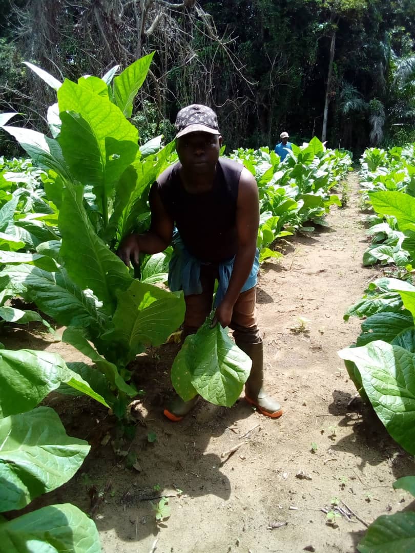 Entretien des plantations