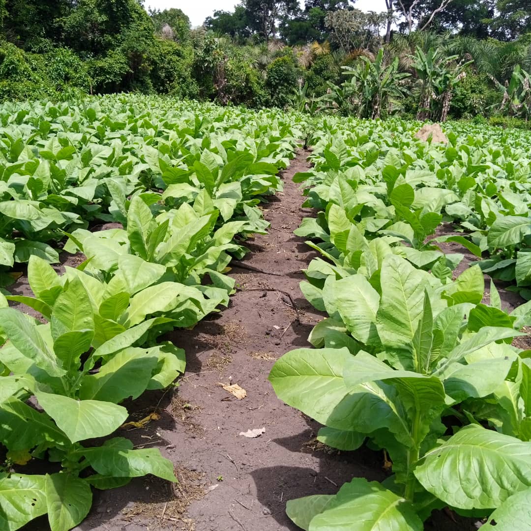 Formation des planteurs