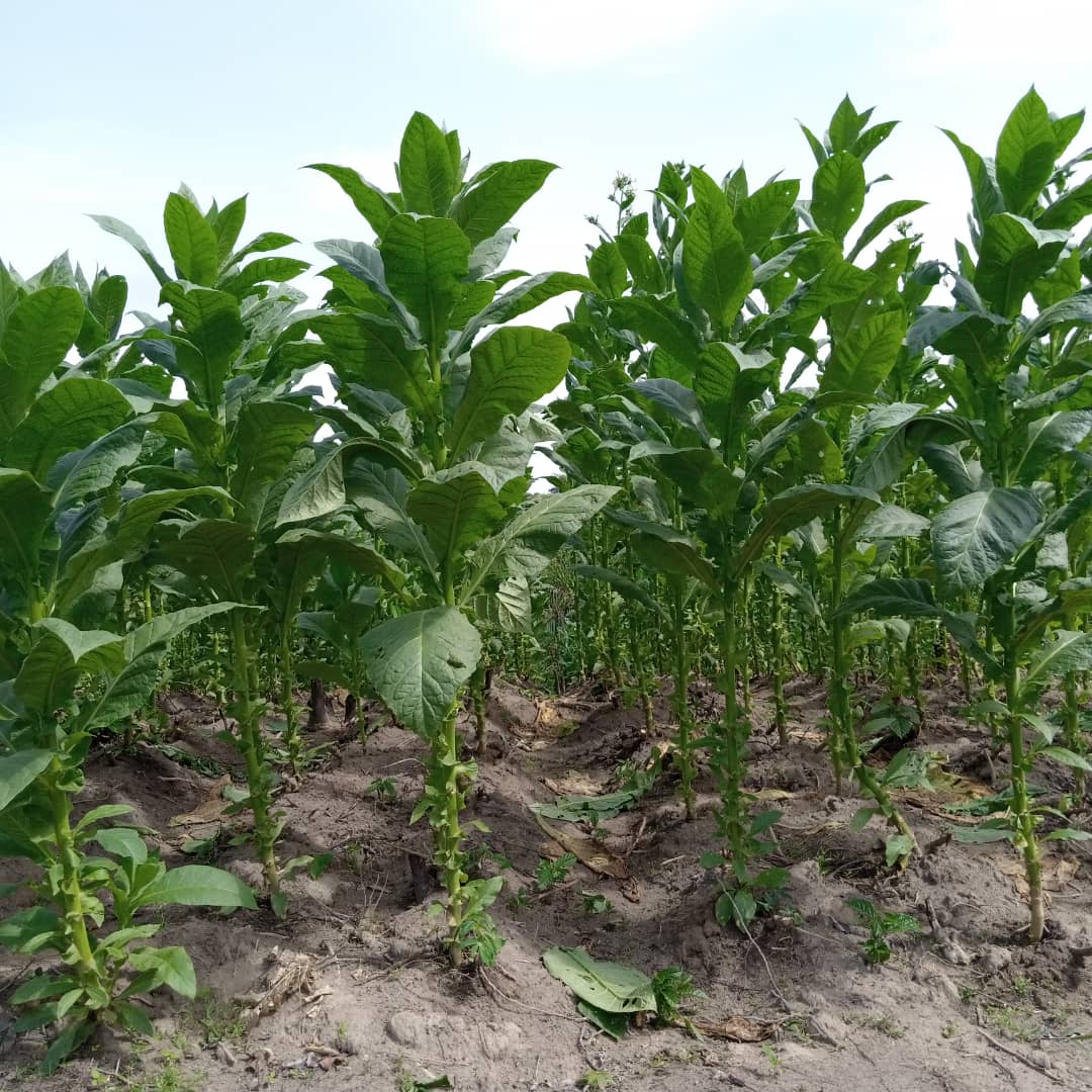 Participation aux foires