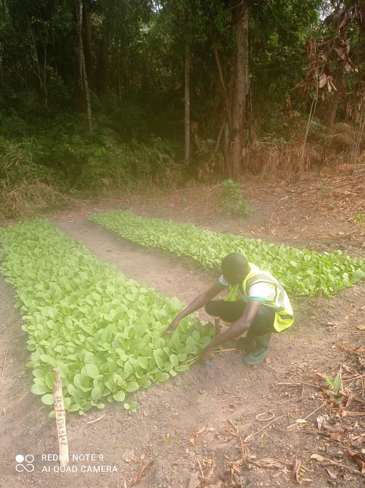 Pépinière de tabac