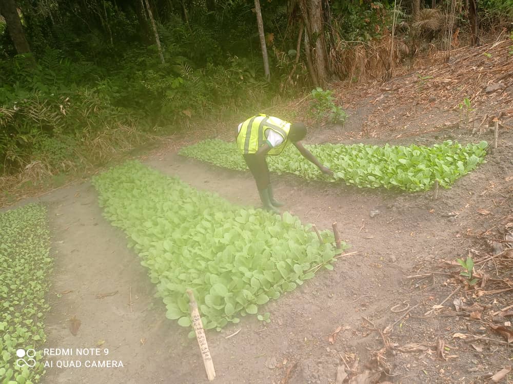 Plants en pépinière